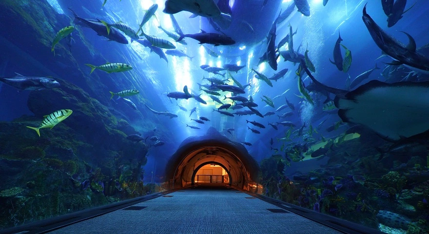 dubai aquarium holiday ally